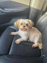 Found/Stray Male Dog last seen Highway 6, Rosharon, TX 77583