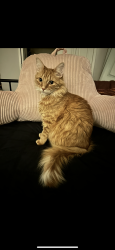 Lost Male Cat last seen Oakshire & Cambridge, Berkley, MI 48072
