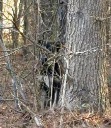 Found/Stray Unknown Dog last seen Darrock and Nursery Road, Harnett County, NC 28323