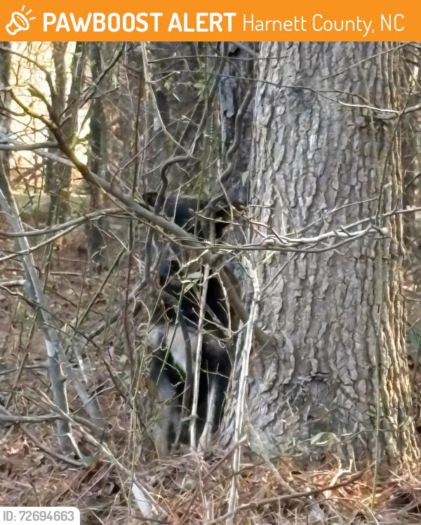 Found/Stray Unknown Dog last seen Darrock and Nursery Road, Harnett County, NC 28323