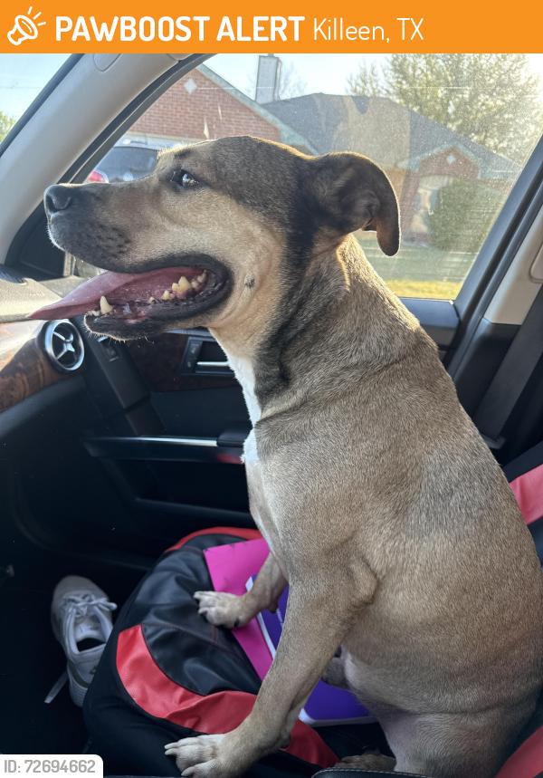 Found/Stray Male Dog last seen Pixton drive, Killeen, TX 76543
