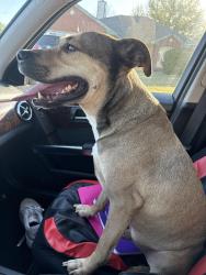 Found/Stray Male Dog last seen Pixton drive, Killeen, TX 76543