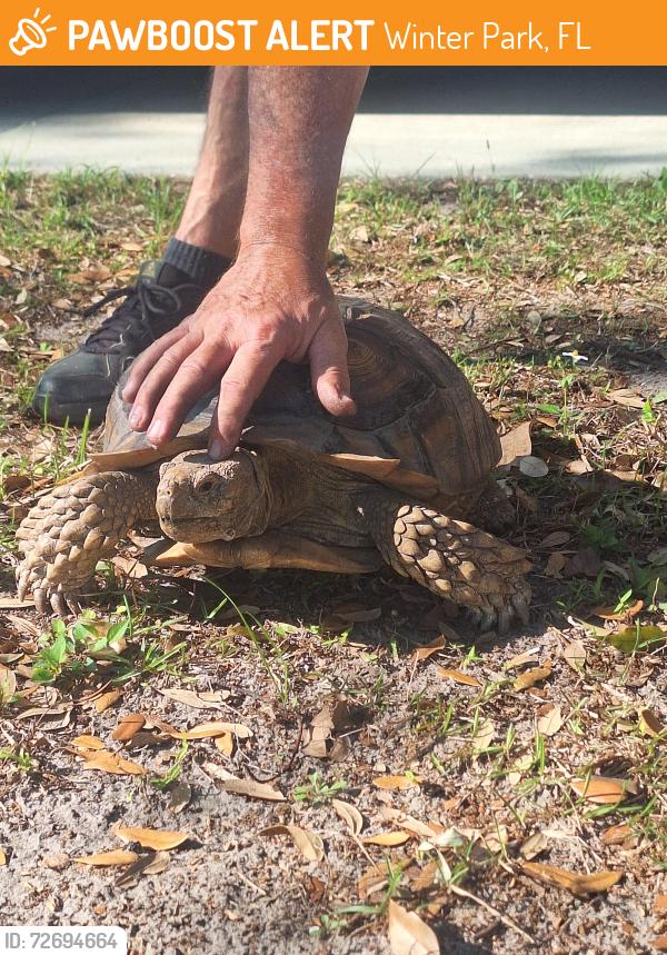 Found/Stray Unknown Reptile last seen eastbrook blvd, Winter Park, FL 32792
