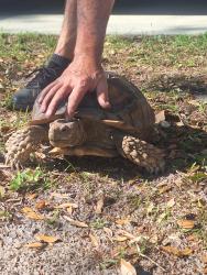 Found/Stray Unknown Reptile last seen eastbrook blvd, Winter Park, FL 32792
