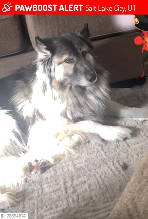 Lost Male Dog last seen Near east coatsville abe, Salt Lake City, UT 84105