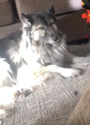 Lost Male Dog last seen Near east coatsville abe, Salt Lake City, UT 84105