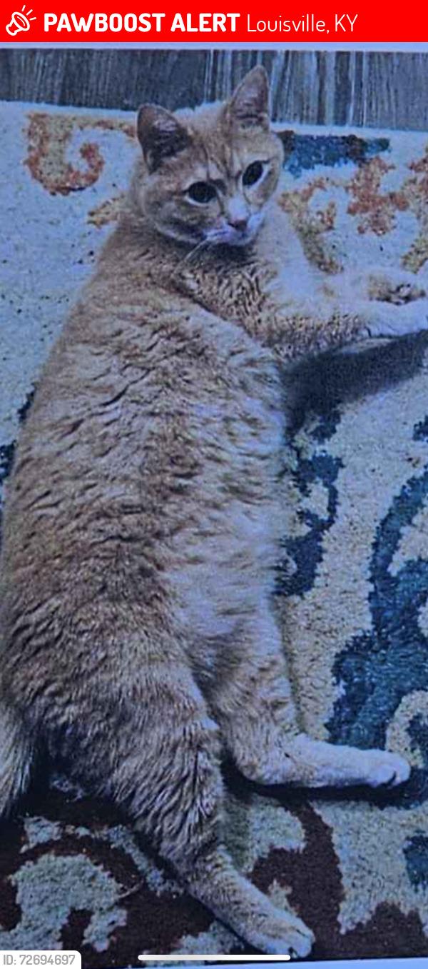 Lost Male Cat last seen Lofts on Ormsby, left out window, Louisville, KY 40210