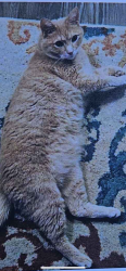 Lost Male Cat last seen Lofts on Ormsby, left out window, Louisville, KY 40210