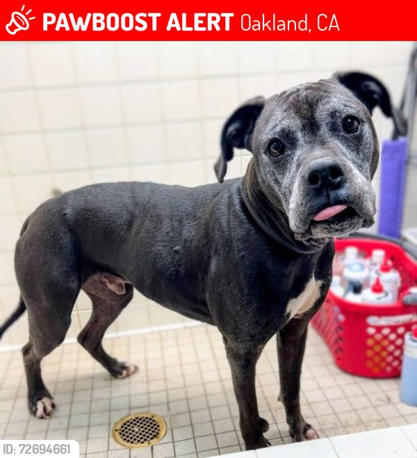 Lost Male Dog last seen Lawton Ave and College Ave,Oakland, CALIFORNIA , Oakland, CA 94618