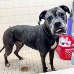 Lost Male Dog last seen Lawton Ave and College Ave,Oakland, CALIFORNIA , Oakland, CA 94618