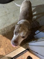 Found/Stray Male Dog last seen Ollie Pouncey rd and Jeter rd chancellor al, Chancellor, AL 36316
