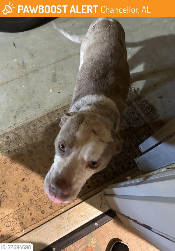 Found/Stray Male Dog last seen Ollie Pouncey rd and Jeter rd chancellor al, Chancellor, AL 36316