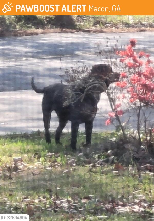 Found/Stray Unknown Dog last seen Southshore, Macon, GA 31204