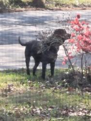 Found/Stray Unknown Dog last seen Southshore, Macon, GA 31204