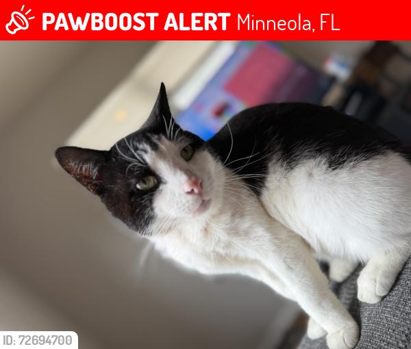 Lost Male Cat last seen Minneola paramedics, Minneola, FL 34715