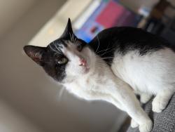 Lost Male Cat last seen Minneola paramedics , Minneola, FL 34715