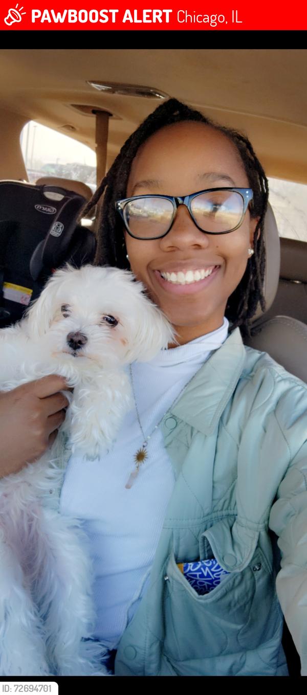 Lost Female Dog last seen S Loomis St and S Archer Ave, Chicago, IL 60608