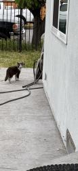 Found/Stray Unknown Cat last seen End of Birch St by SouthCrest park , San Diego, CA 92113
