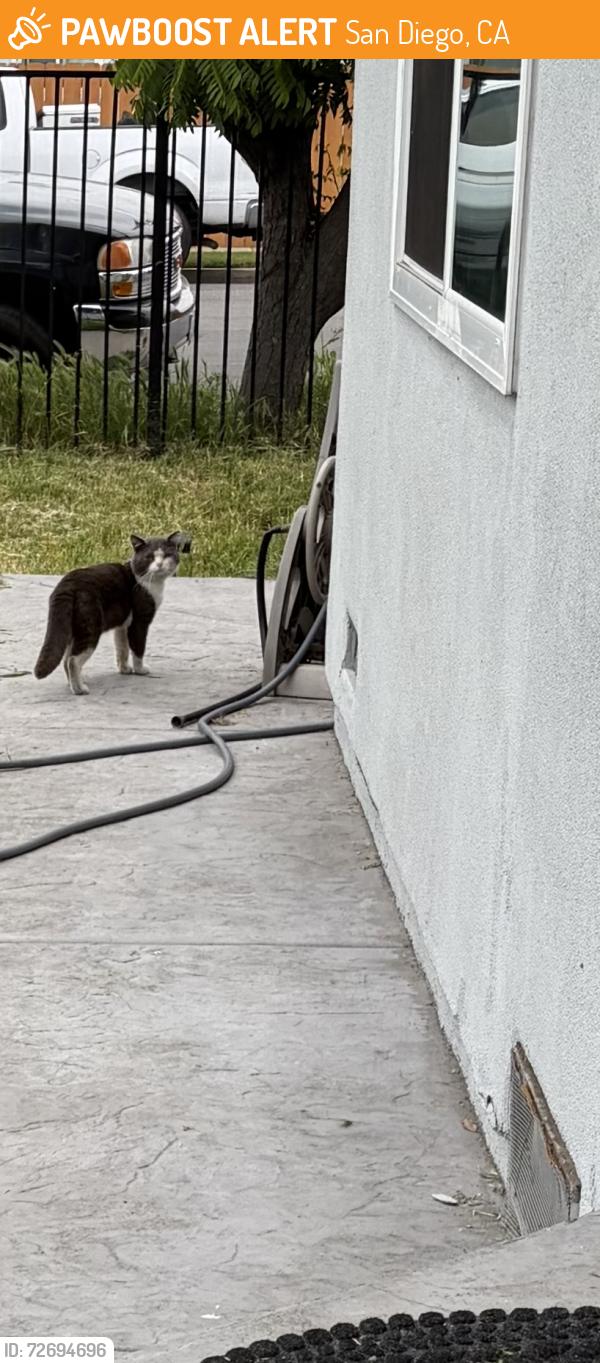 Found/Stray Unknown Cat last seen End of Birch St by SouthCrest park , San Diego, CA 92113
