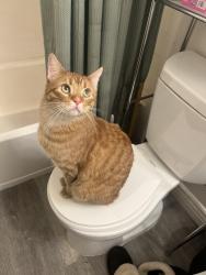 Lost Male Cat last seen Dysart and glendale, Glendale, AZ 85307