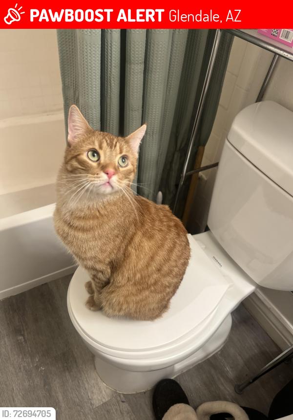 Lost Male Cat last seen Dysart and glendale, Glendale, AZ 85307