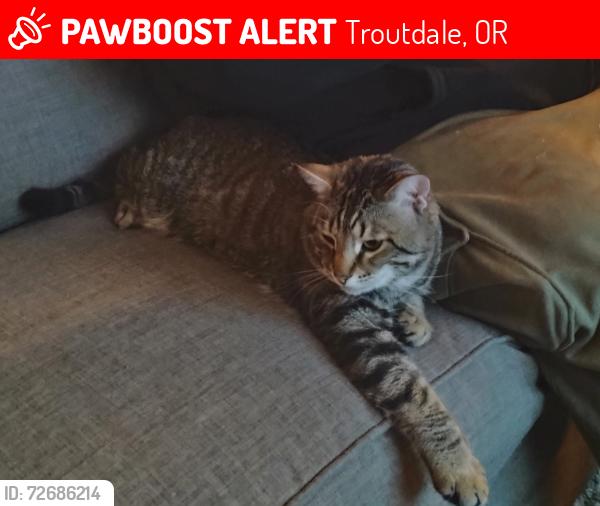 Lost Male Cat last seen SW 257th & Insley Mountain Meadows apmts , Troutdale, OR 97060