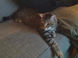 Lost Male Cat last seen SW 257th & Insley Mountain Meadows apmts , Troutdale, OR 97060