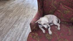 Lost Male Dog last seen Kitty Brook Dr and West Airport , Houston, TX 77071