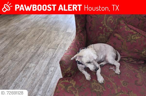 Lost Male Dog last seen Kitty Brook Dr and West Airport , Houston, TX 77071