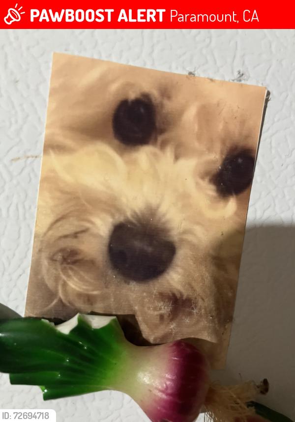 Lost Male Dog last seen Near Golden Ave , Paramount, CA 90723