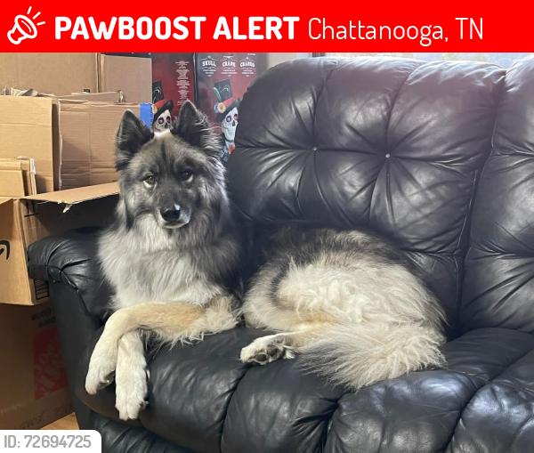 Lost Male Dog last seen Manning & spears , Chattanooga, TN 37405