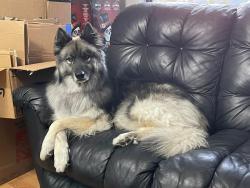 Lost Male Dog last seen Manning & spears , Chattanooga, TN 37405