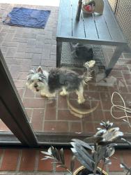 Found/Stray Male Dog last seen 8601–8723 NW 18th St Coral Springs, FL  33071 United States, Coral Springs, FL 33071