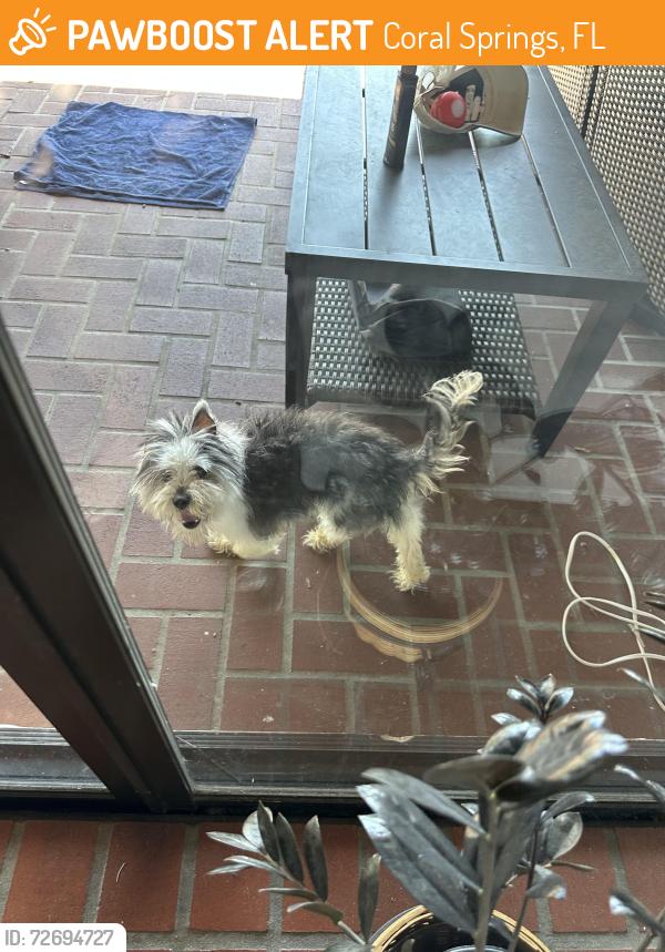 Found/Stray Male Dog last seen 8601–8723 NW 18th St Coral Springs, FL  33071 United States, Coral Springs, FL 33071