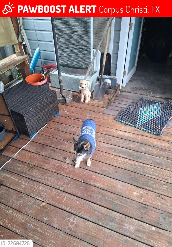 Lost Male Dog last seen Catalina Place, Corpus Christi, TX 78411
