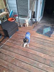 Lost Male Dog last seen Catalina Place, Corpus Christi, TX 78411