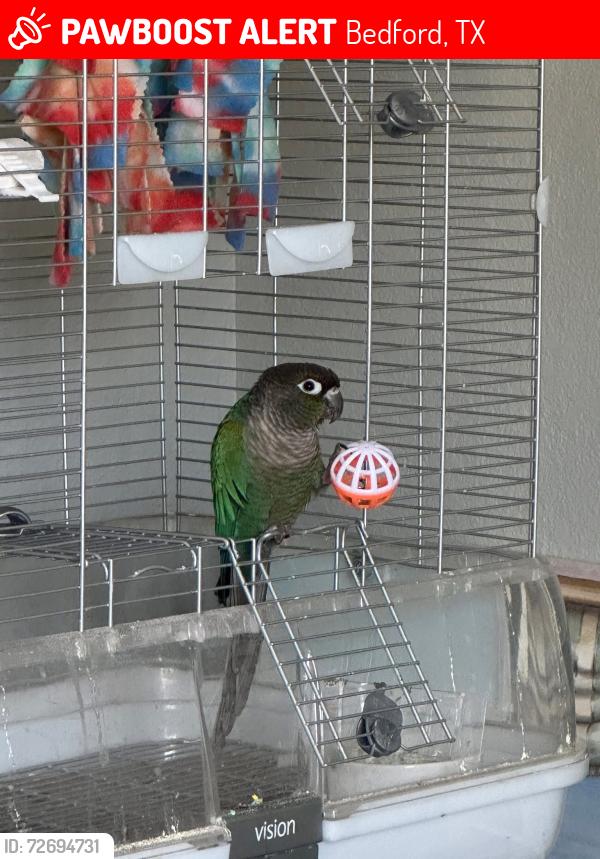 Lost Male Bird last seen Near Plaza Pkwy, Bedford, TX 76021, Bedford, TX 76021