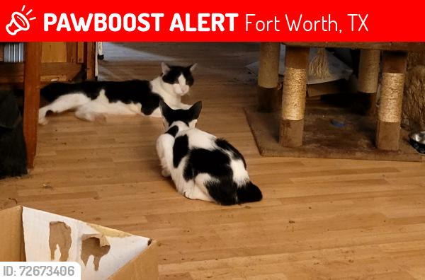 Lost Male Cat last seen Fincher between 28th ST and Belknap, Fort Worth, TX 76117