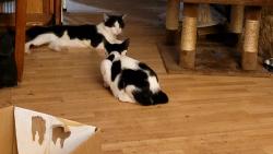 Lost Male Cat last seen Fincher between 28th ST and Belknap, Fort Worth, TX 76117