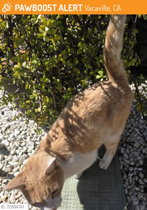Found/Stray Male Cat last seen El mira rd and Christine dr, Vacaville, CA 95687