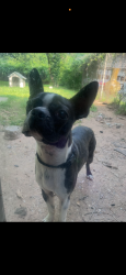 Lost Male Dog last seen Texas Roadhouse, Bossier City, LA 71111
