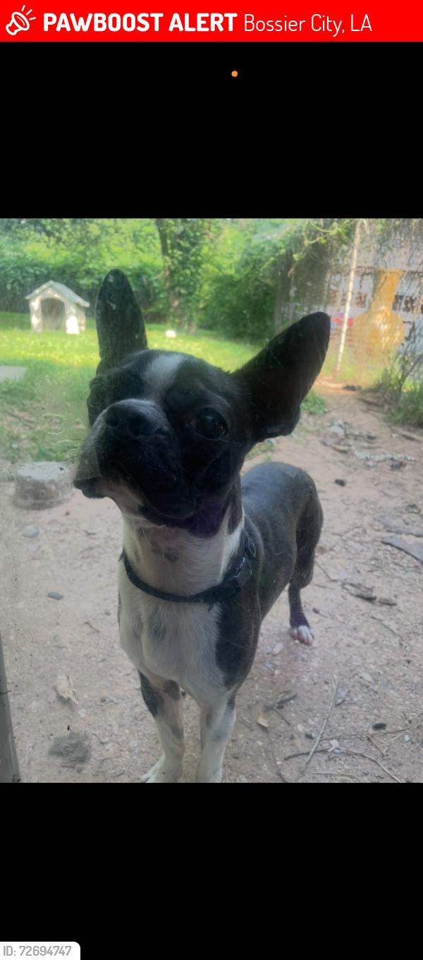 Lost Male Dog last seen Texas Roadhouse, Bossier City, LA 71111