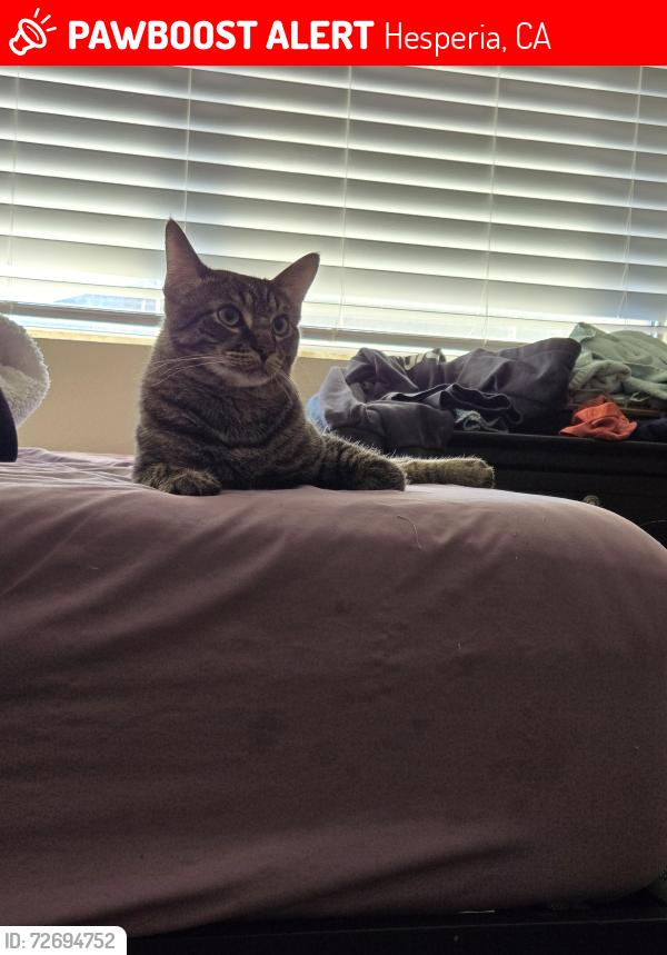 Lost Male Cat last seen 5th Ave and cajon , Hesperia, CA 92345