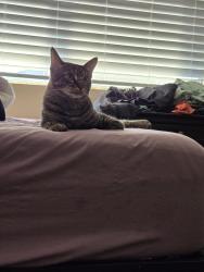Lost Male Cat last seen 5th Ave and cajon , Hesperia, CA 92345