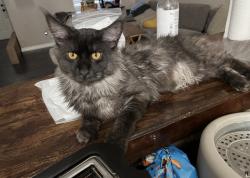 Lost Male Cat last seen 71st Terrace rd & 117th at , Belleview, FL 34421
