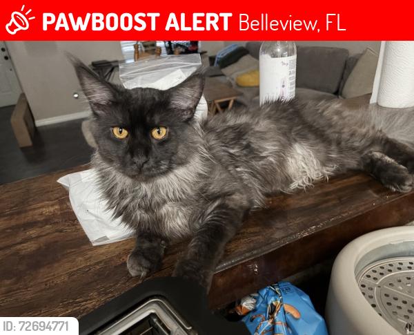 Lost Male Cat last seen 71st Terrace rd & 117th at , Belleview, FL 34421