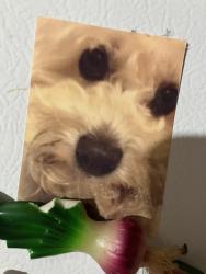 Lost Male Dog last seen Paramount Golden , Paramount, CA 90723