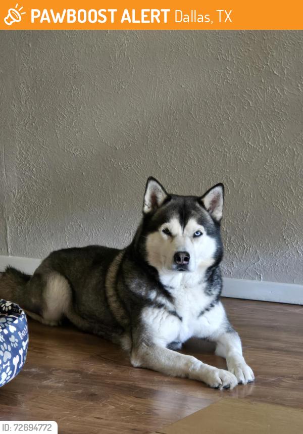 Found/Stray Male Dog last seen La Prada Dr & Galloway Ave , Dallas, TX 75228