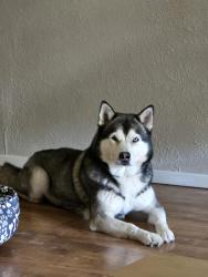 Found/Stray Male Dog last seen La Prada Dr & Galloway Ave , Dallas, TX 75228
