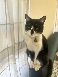 Lost Male Cat last seen 6th Ave and Dewey St, Los Angeles, CA 90291